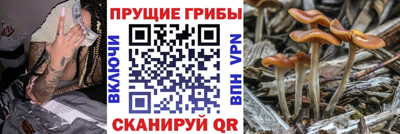 Галлюциногенные грибы Psilocybine cubensis Дудинка